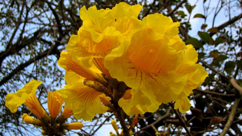 Yellow Trumpet Flowers — Serene