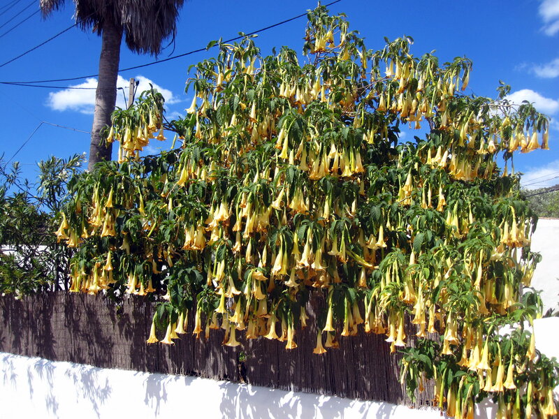 Yellow Trumpet Flowers — Sunny