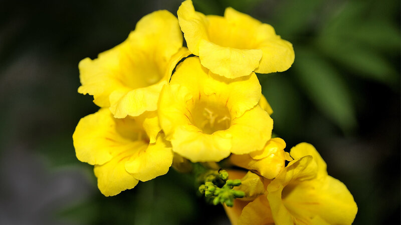 Yellow Trumpet Flowers