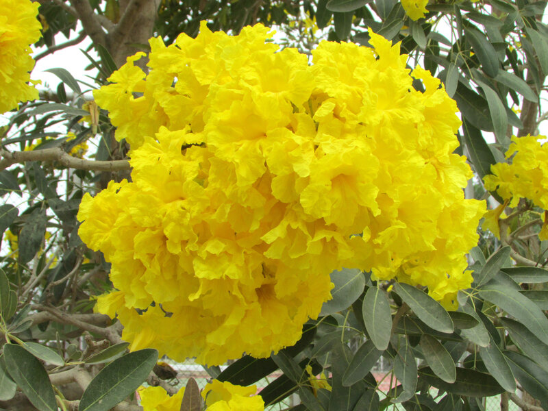 Yellow Trumpet Tree Flowers — Natural