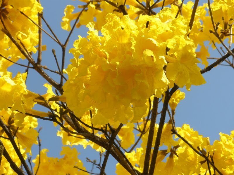Yellow Trumpet Tree Flowers