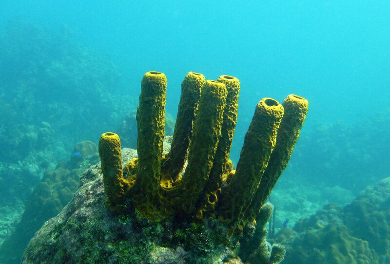 Yellow tube sponges underwater