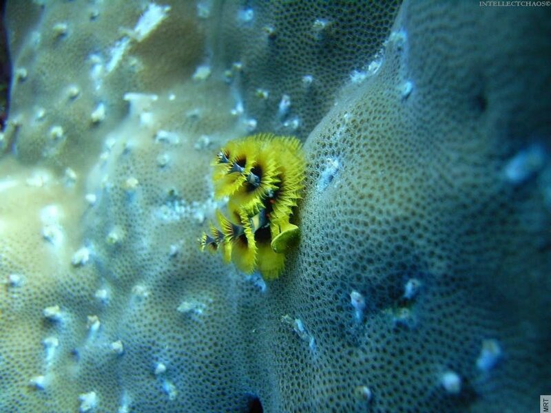 Yellow tube worm on coral