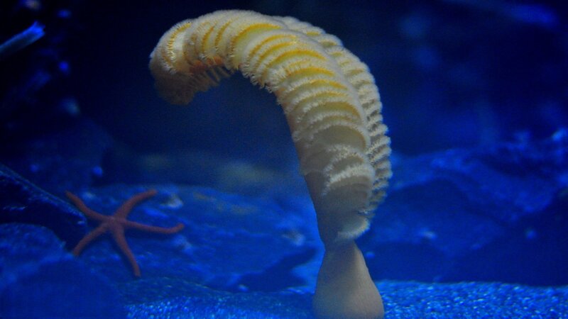 Yellow Tube Worm