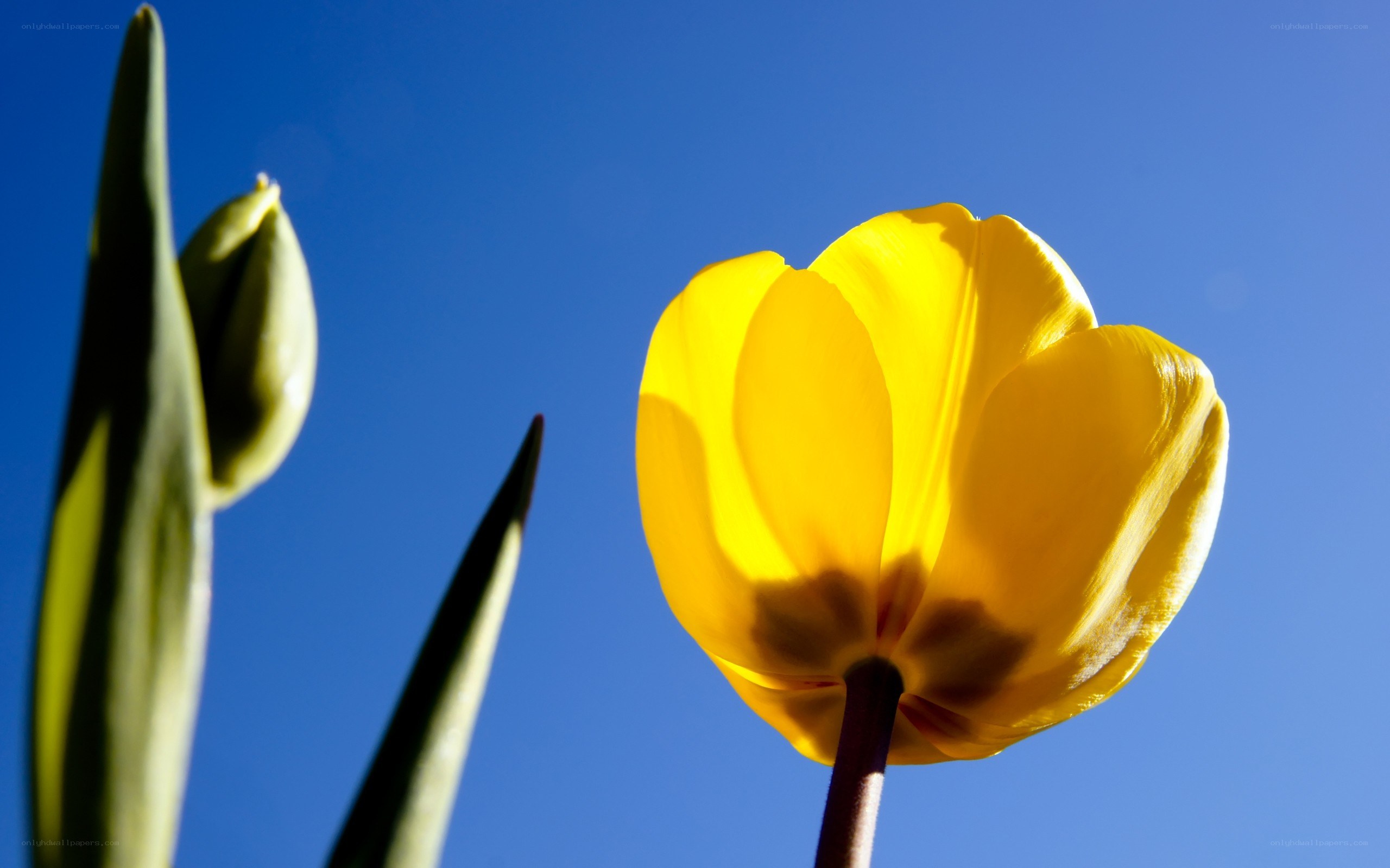 Yellow tulip against blue sky
