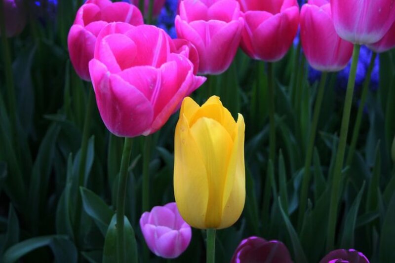 Yellow Tulip Among Pink