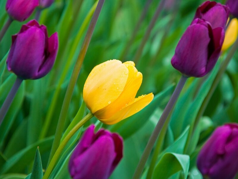 Yellow Tulip Among Purple
