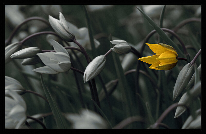 Yellow Tulip Among White Buds