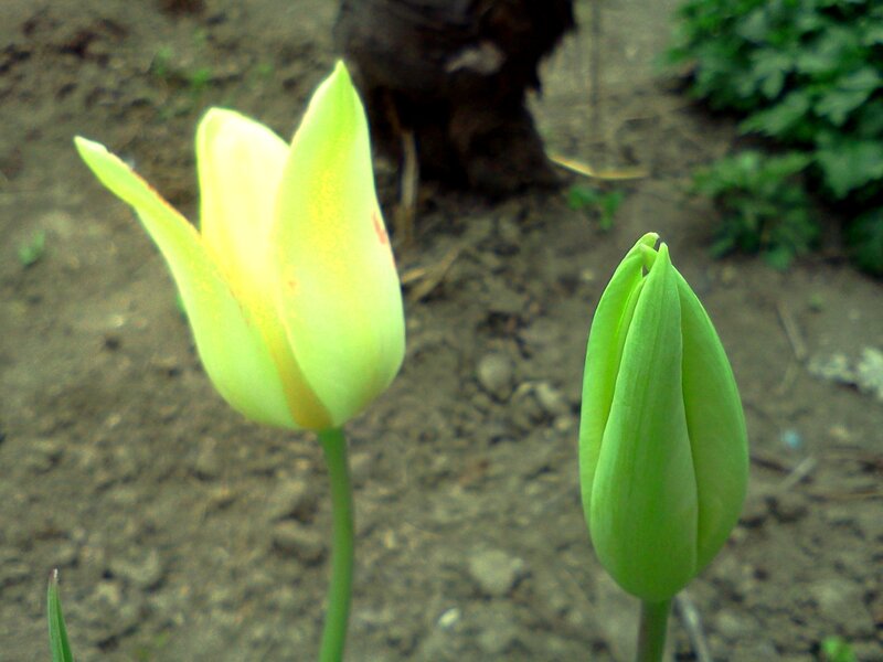 Yellow Tulip and Bud