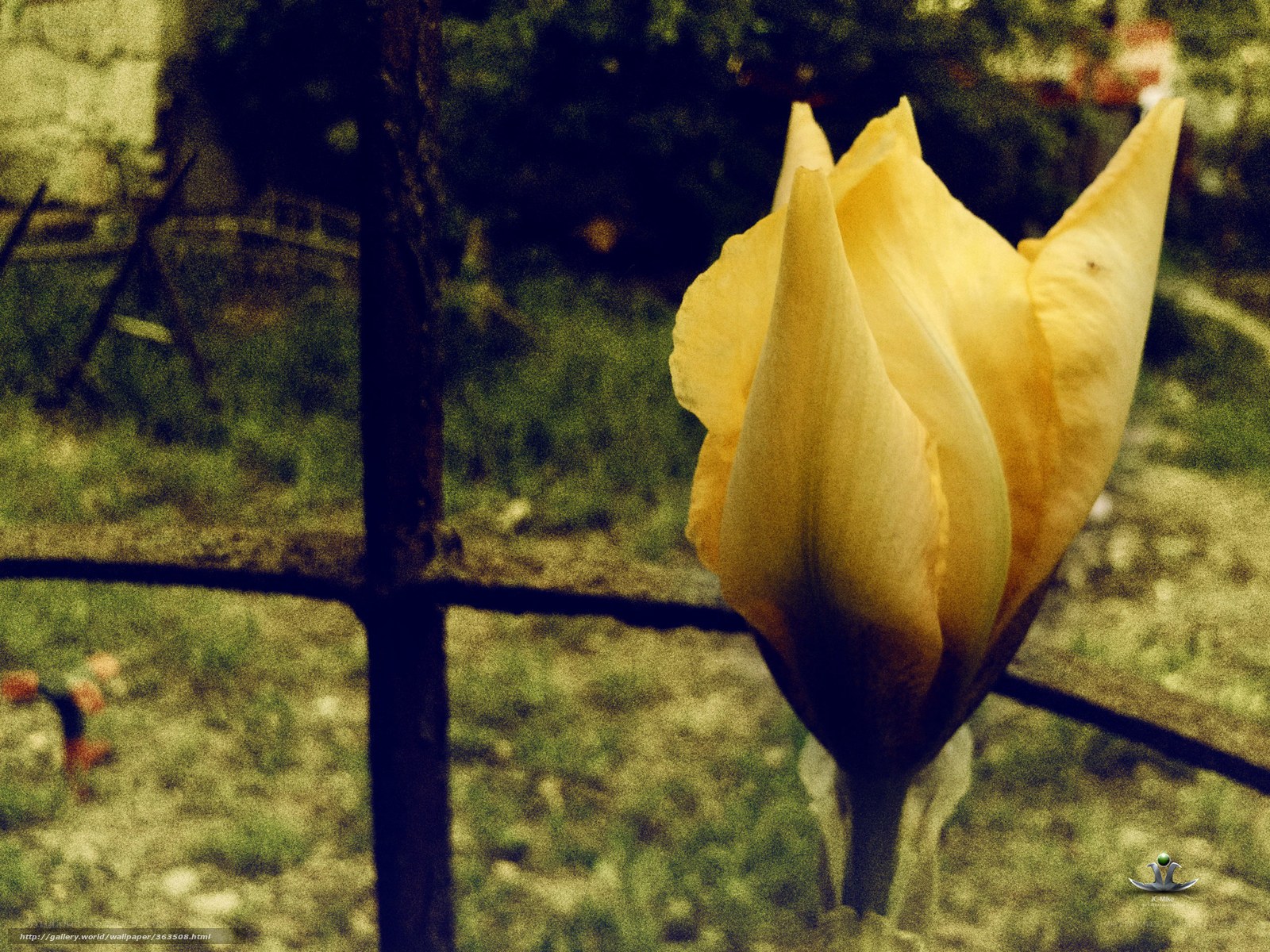 Yellow tulip behind a fence