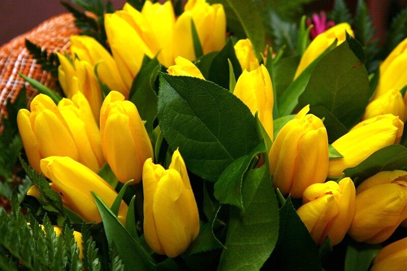 Yellow Tulip Bouquet — Bright