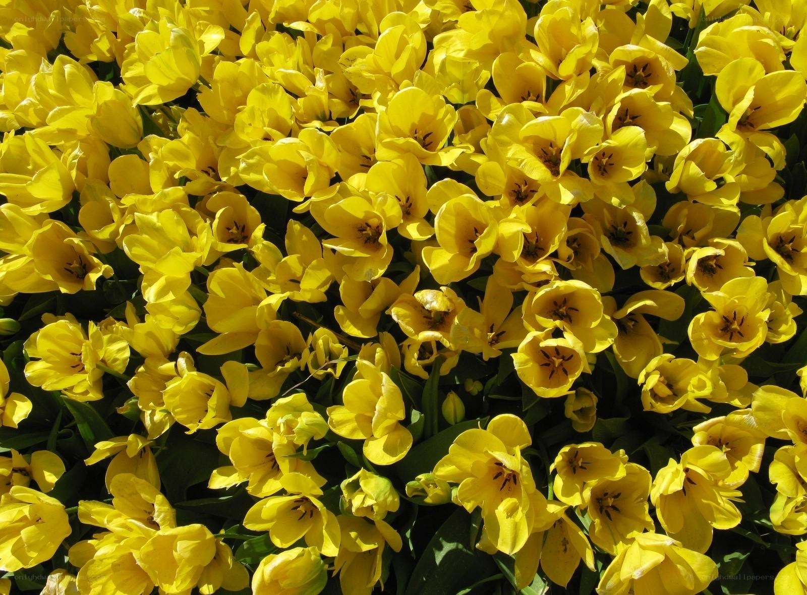 Yellow tulip bouquet