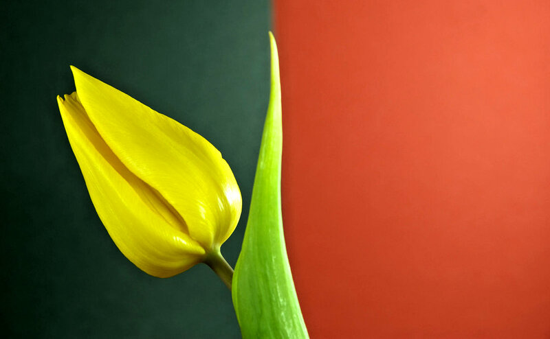 Yellow Tulip Bud — Dramatic, Photograph