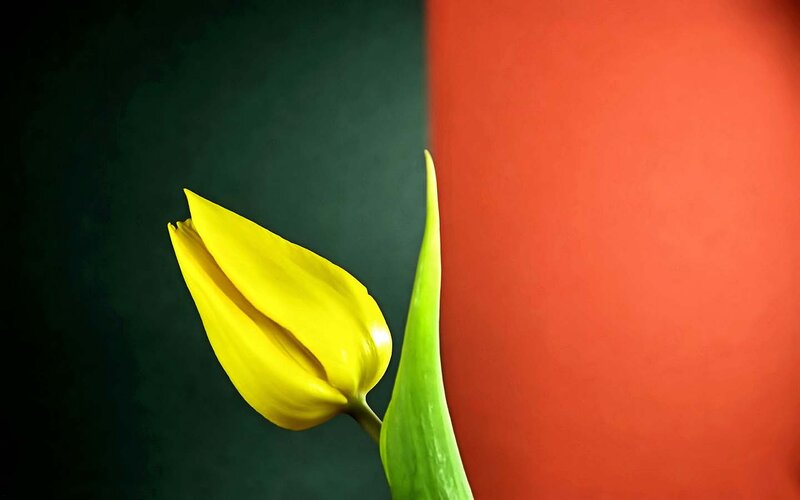 Yellow Tulip Bud — Dramatic