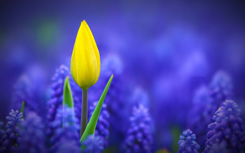 Yellow Tulip Bud — Serene, Spring