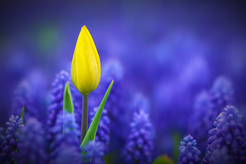 Yellow Tulip Bud — Serene