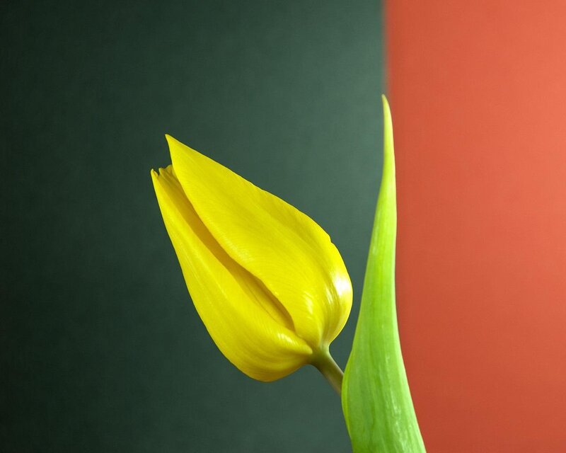 Yellow Tulip Bud