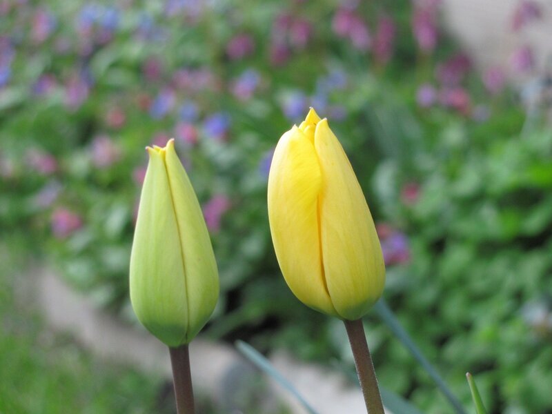 Yellow tulip buds in garden
