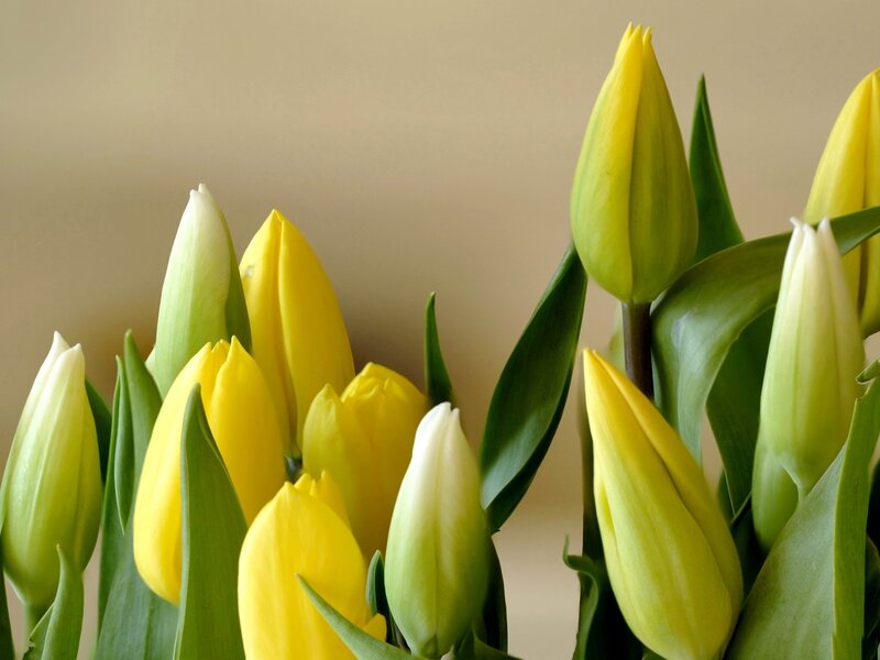 Yellow Tulip Buds