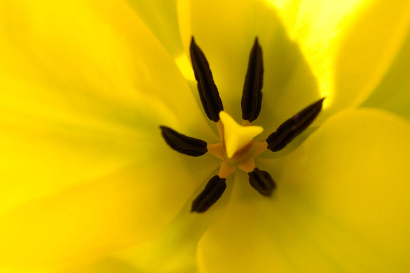 Yellow Tulip Center