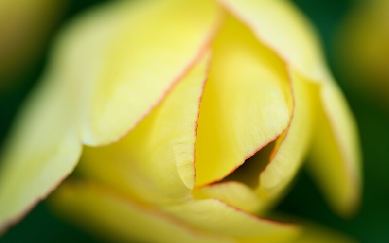 yellow tulip close-up