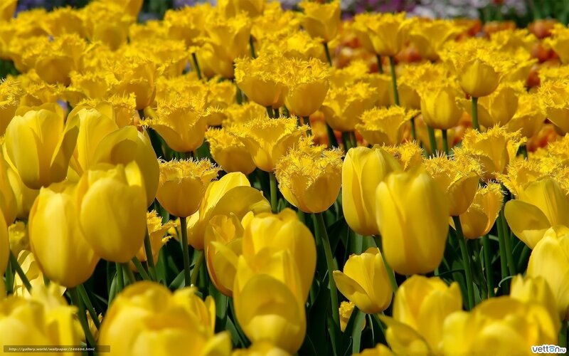 Yellow tulip field