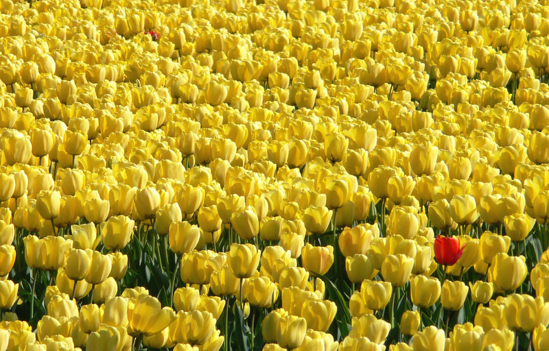 Yellow Tulip Field — Bright, Afternoon