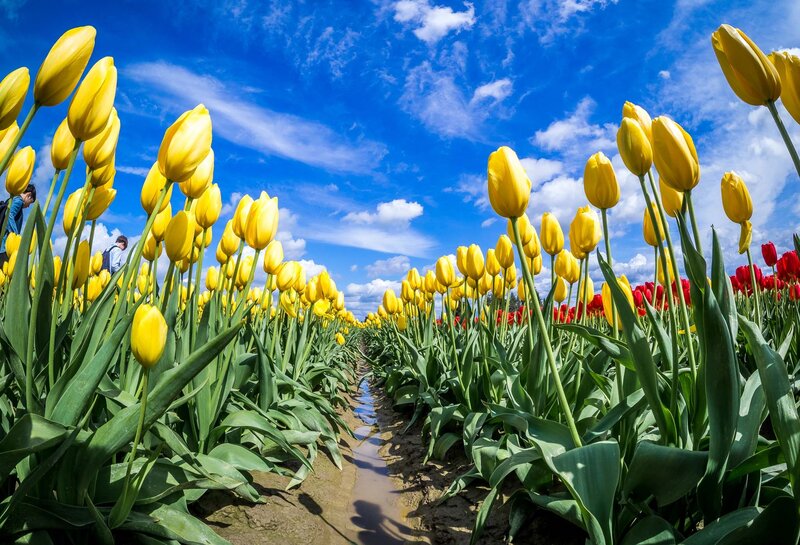Yellow Tulip Field — Bright, Spring, Photograph, Blue Sky