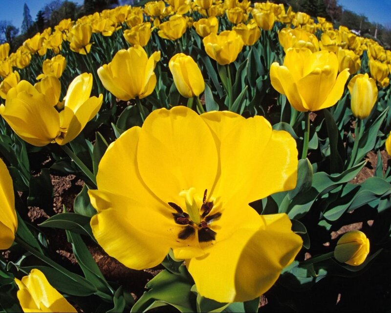 Yellow Tulip Field — Bright, Spring, Photograph