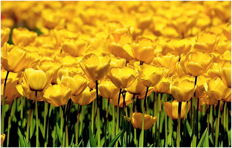 Yellow Tulip Field — Bright, Spring