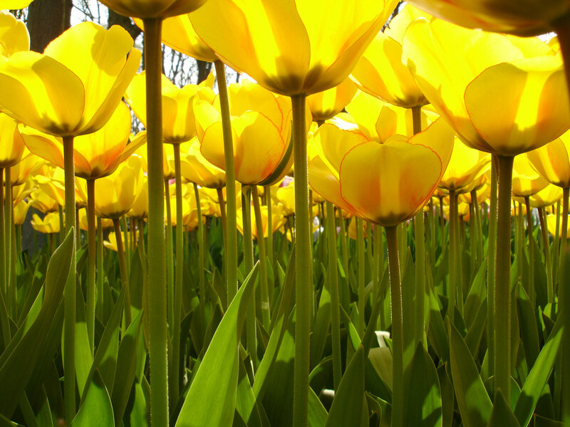 Yellow Tulip Field — Bright