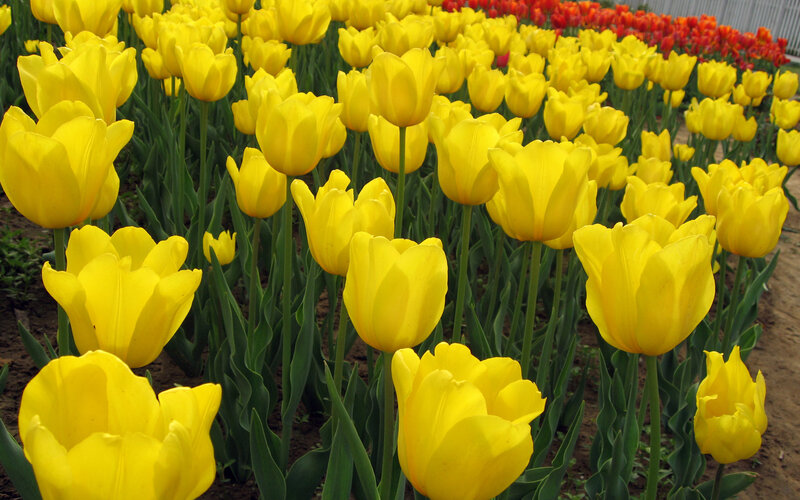Yellow Tulip Field — Calm