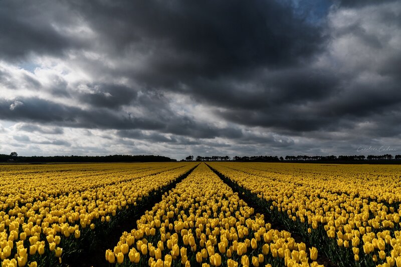 Yellow Tulip Field — Dramatic, Afternoon