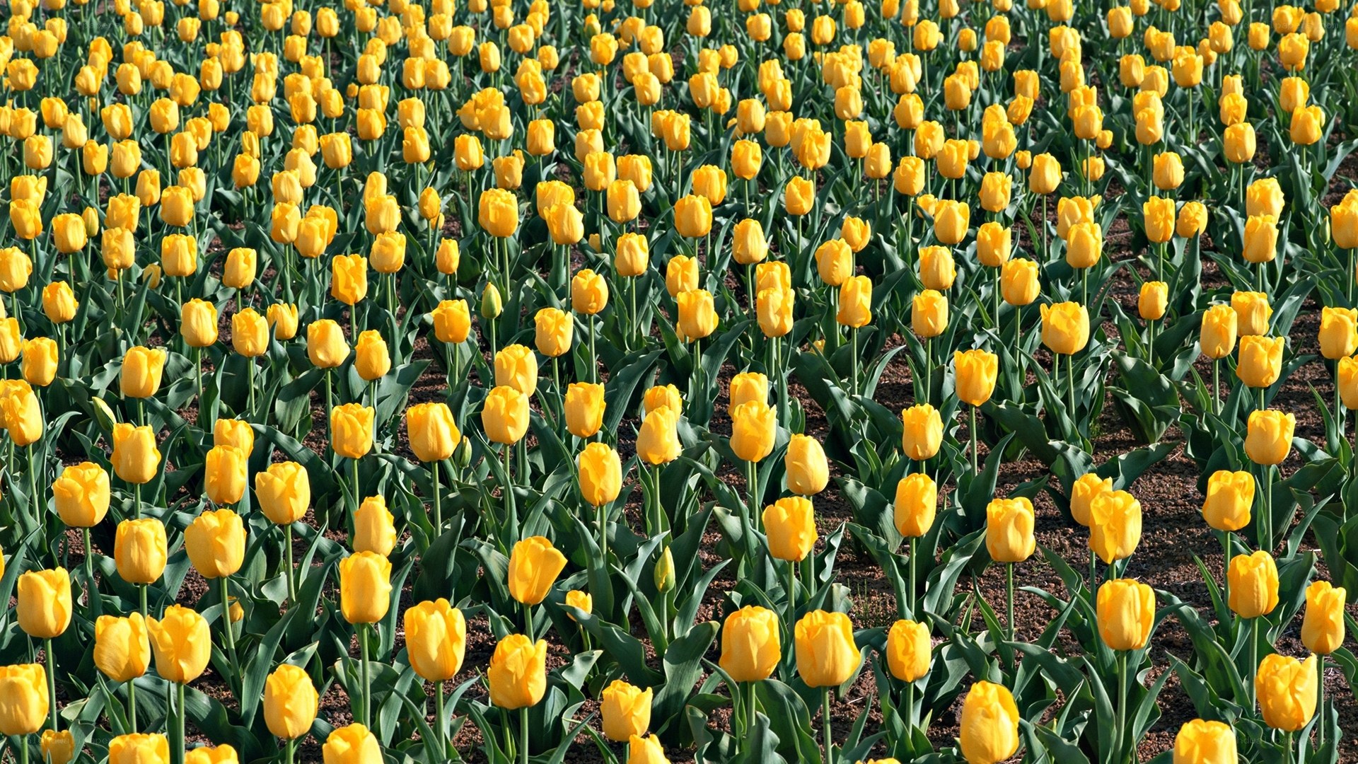 Yellow tulip field in bloom