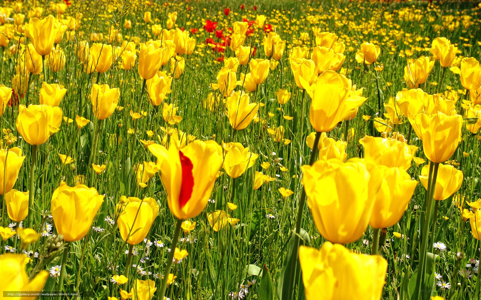 Yellow tulip field in spring