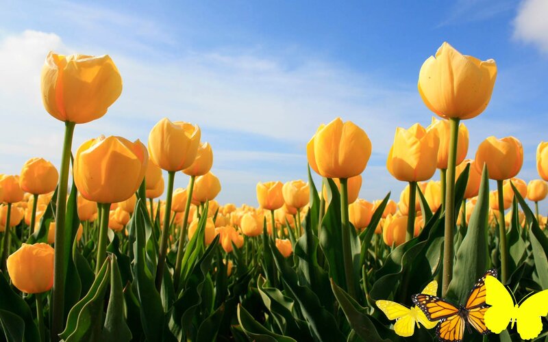 Yellow Tulip Field — Serene, Afternoon, Photograph, Butterflies