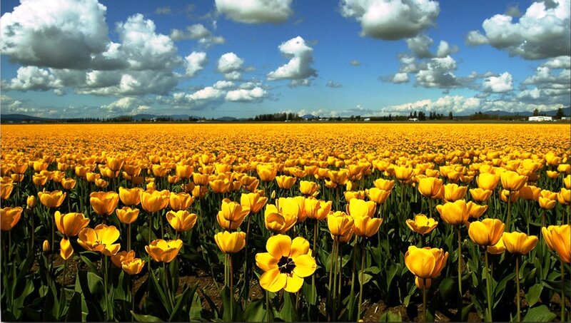 Yellow Tulip Field — Serene, Afternoon, Photograph, Clouds