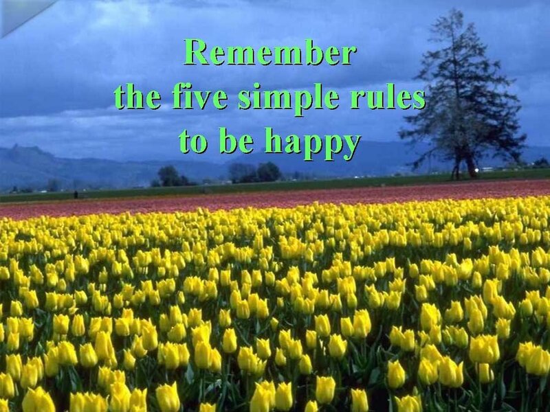 Yellow Tulip Field — Serene, Afternoon