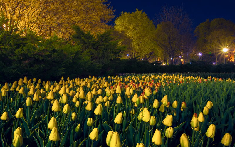Yellow Tulip Field — Serene, Night