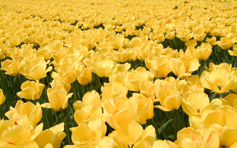 Yellow Tulip Field — Serene, Spring, Photograph, Flowers