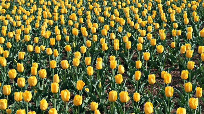 Yellow Tulip Field — Serene, Spring, Photograph, Green Leaves, Soil