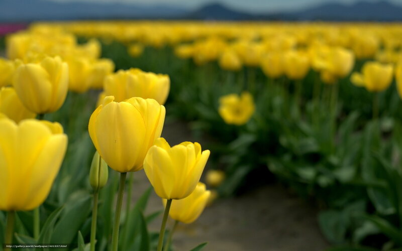 Yellow Tulip Field — Serene, Spring, Photograph, Green Leaves