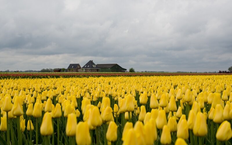 Yellow Tulip Field — Serene, Spring, Photograph, House