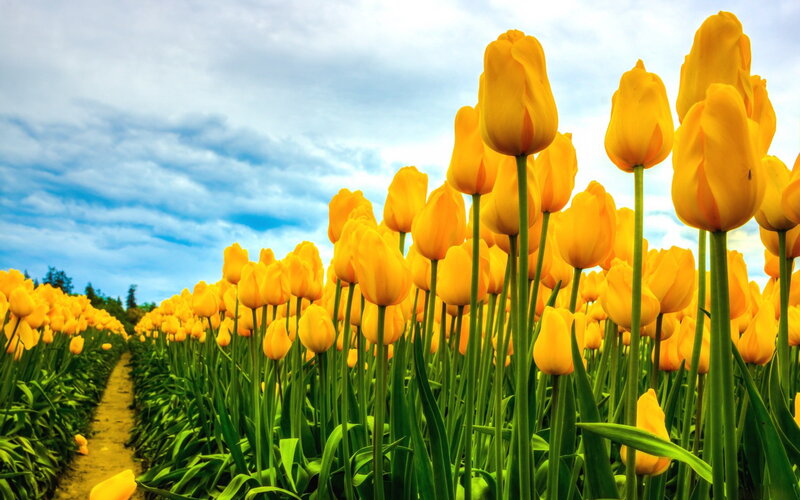 Yellow Tulip Field — Serene, Spring, Photograph, Path, Sky