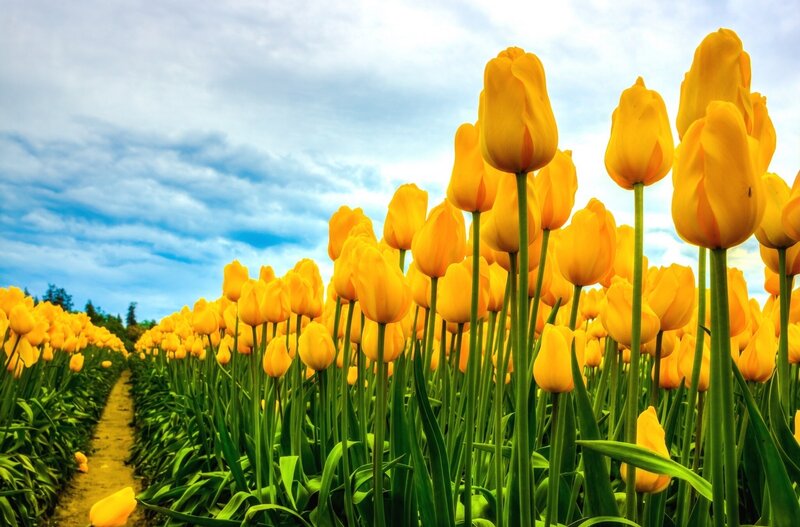 Yellow Tulip Field — Serene, Spring, Photograph, Path