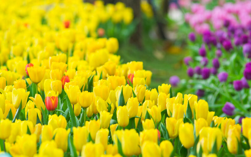 Yellow Tulip Field — Serene, Spring, Photograph, Purple Flowers