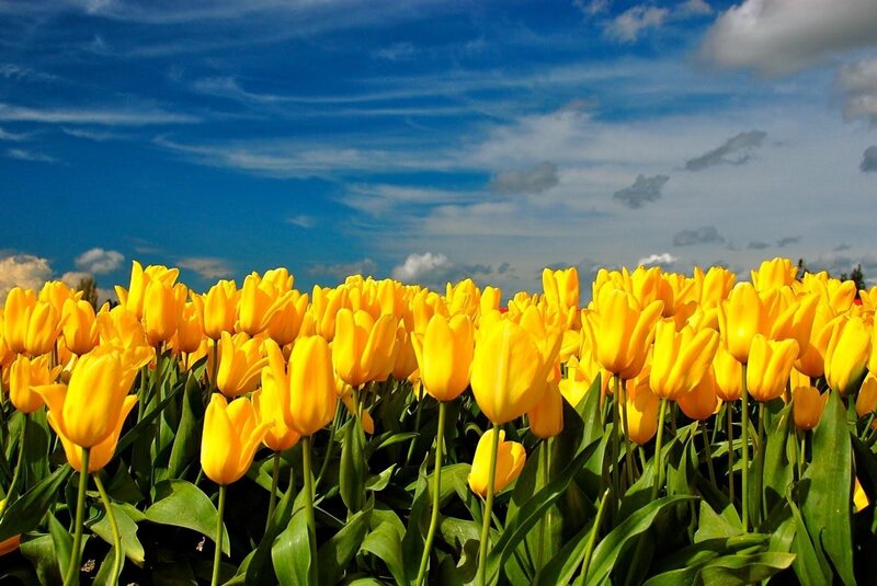 Yellow Tulip Field — Serene, Spring, Photograph, Sky, Clouds