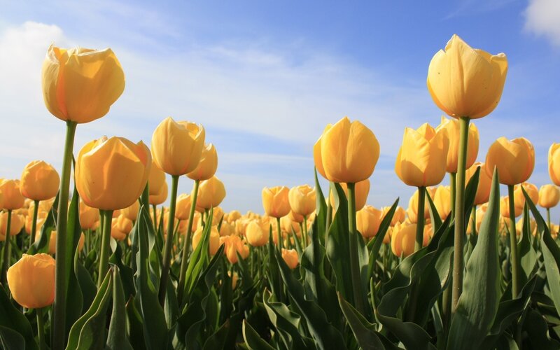 Yellow Tulip Field — Serene, Spring, Photograph, Sky