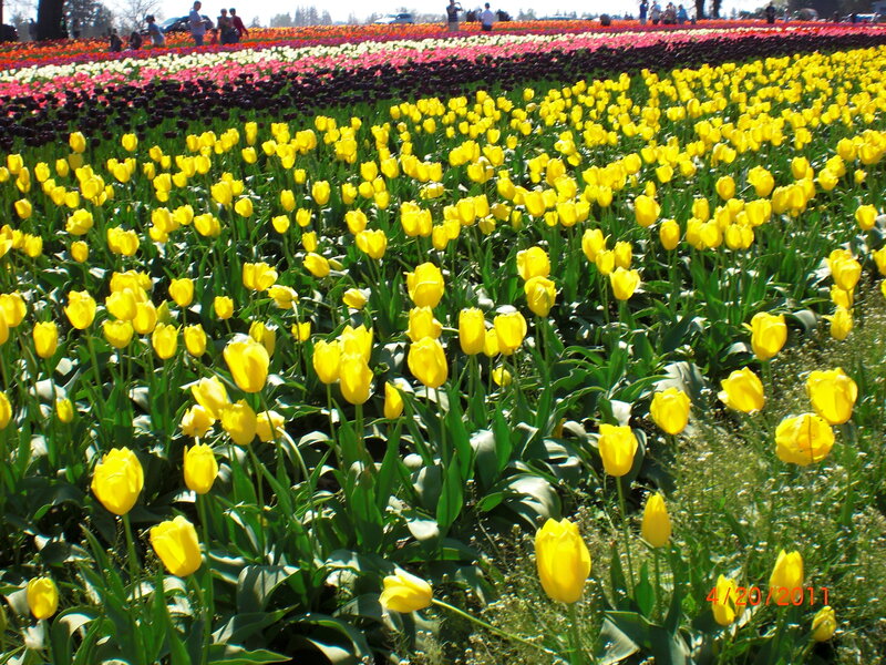Yellow Tulip Field — Serene, Spring, Photograph