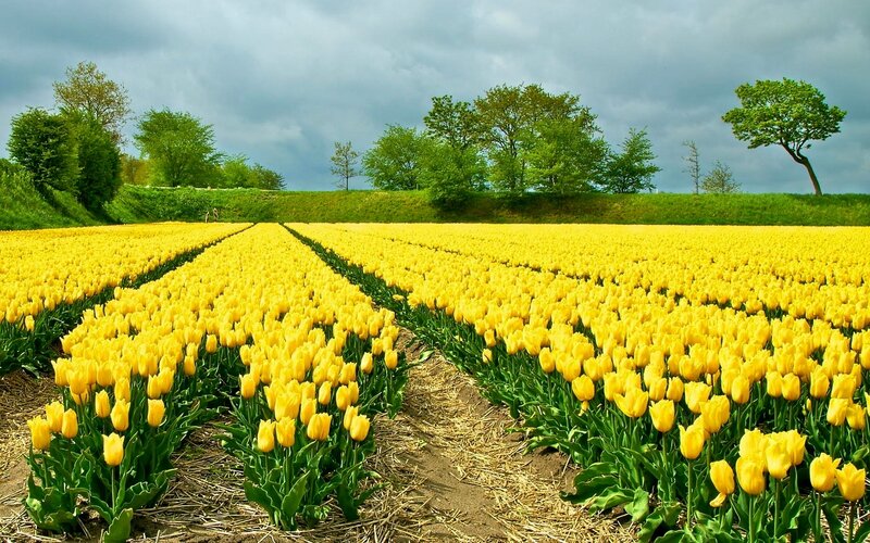 Yellow Tulip Field — Serene, Spring, Photograph, Trees, Sky